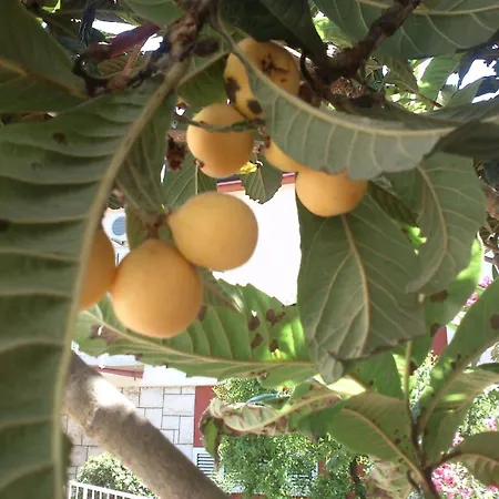 Oleander בית נופש