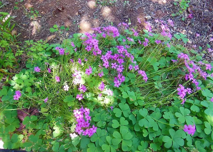 Oleander ז'אבוריץ'