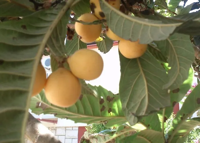 Oleander בית נופש